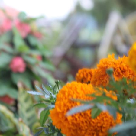 Mount Annapurna Guest House 카트만두 외부 사진